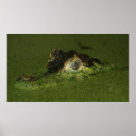 Crocodile eyes posters