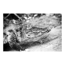 Crocodile in The Gambia posters