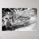 Crocodile in The Gambia posters