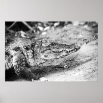 Crocodile in The Gambia Poster