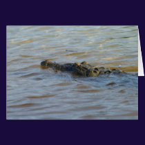Crocodile in the River