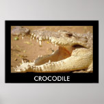 crocodile Jaws from JungleWalk.com posters