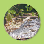Crocodile Magnet