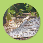Crocodile Refrigerator Magnets