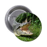 Crocodile Pinback Buttons
