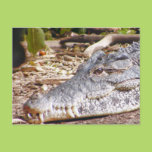 Crocodile Postcard