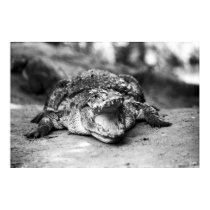 Crocodile posters