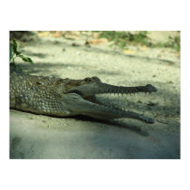 CROCODILE posters