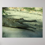 CROCODILE posters