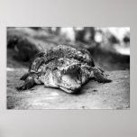 Crocodile posters