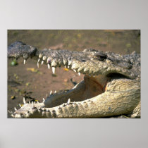 Crocodile Posters