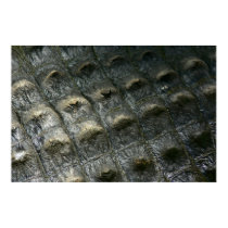 Crocodile Skin posters