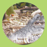 Crocodile Round Sticker