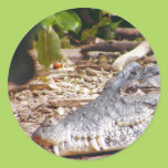 Crocodile Sticker