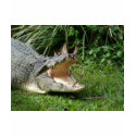 Crocodile t-shirts by Furgal Crocodile t-shirts