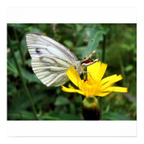 Crocofly poster posters