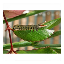 Crocopillar poster posters