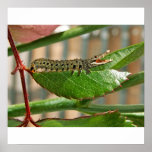 Crocopillar poster posters