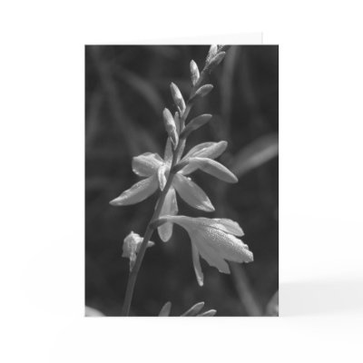 Crocosmia Black & White Greeting Cards by littlewingdesign