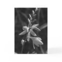 Crocosmia Black & White cards by littlewingdesign Crocosmia Black & White cards