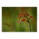 Crocosmia cards by Flowerpixels Crocosmia cards