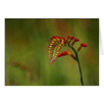 Crocosmia cards