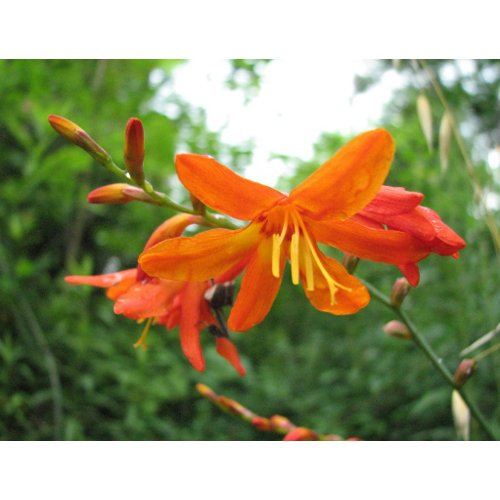 Crocosmia Flowers postcard