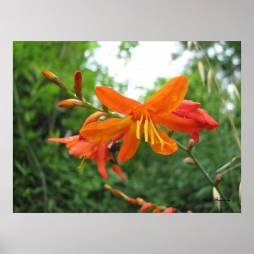 Crocosmia Flowers print