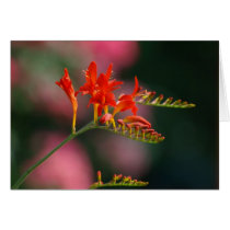 Crocosmia cards