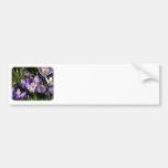 Crocus 8P076D-07 Bumper Sticker