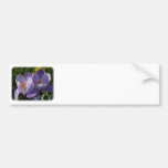 Crocus 8P076D-11 Bumper Stickers