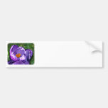 Crocus 8P76D-18 Bumper Sticker