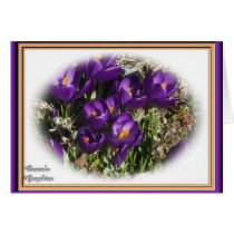 Crocus Beauty cards