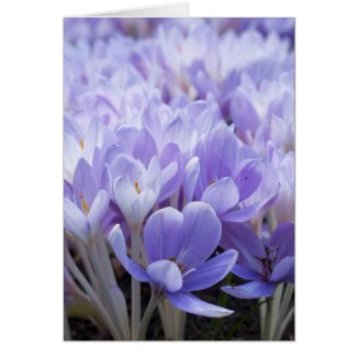 Crocus Card