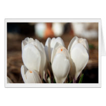 Crocus Card cards