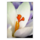 Crocus Flower in Early Spring card