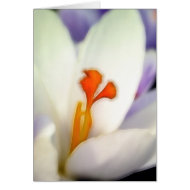 Crocus Flower in Early Spring card