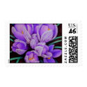 crocus - flower painting stamp