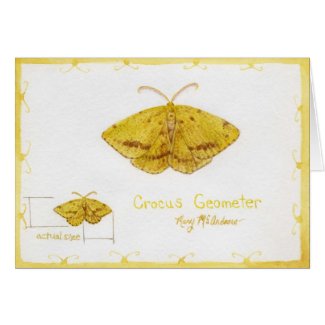 Crocus Geometer Moth watercolor card