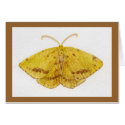 Crocus Geometer Moth watercolor card