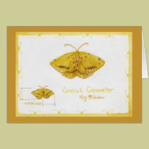 Crocus Geometer Moth watercolor cards
