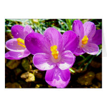 CROCUS GREETING CARDS