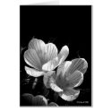 Crocus in Black and White cards by StarLily Crocus in Black and White cards