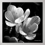 Crocus in Black and White Poster