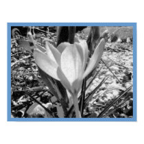 Crocus in black and white - poster/print
