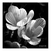 Crocus in Black and White posters