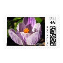 Crocus in Bloom Postage Stamps