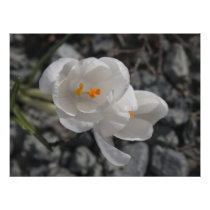 Crocus in the Rocks Photo Art