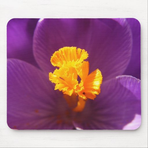 Crocus macro ~ mousepad