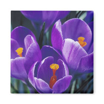 Crocus magnets